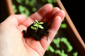 Home Innovatieve tuinprojecten met moderne technieken: groene tuin met slimme verlichting en duurzame materialen in Ridderkerk