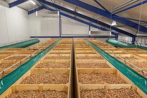 Uienbewaring in netjes en panty's voor optimale luchtstroom en langdurige versheid