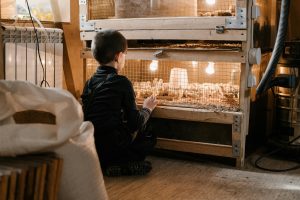 Borotto broedmachine met verwarmingsmat voor perfecte temperatuur- en vochtigheidsregeling in broedomgeving