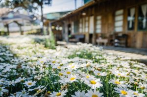 Home Een groene tuin met bloemen en planten waarom een tuin belangrijk is voor ontspanning en welzijn