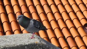 Home Vogelwering dakgoot met beschermende borstels tegen vogeloverlast en nestmateriaal op het dak
